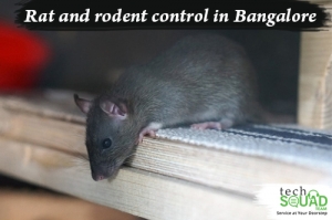 Complete Rodent Control in Bangalore with TechSquadTeam 